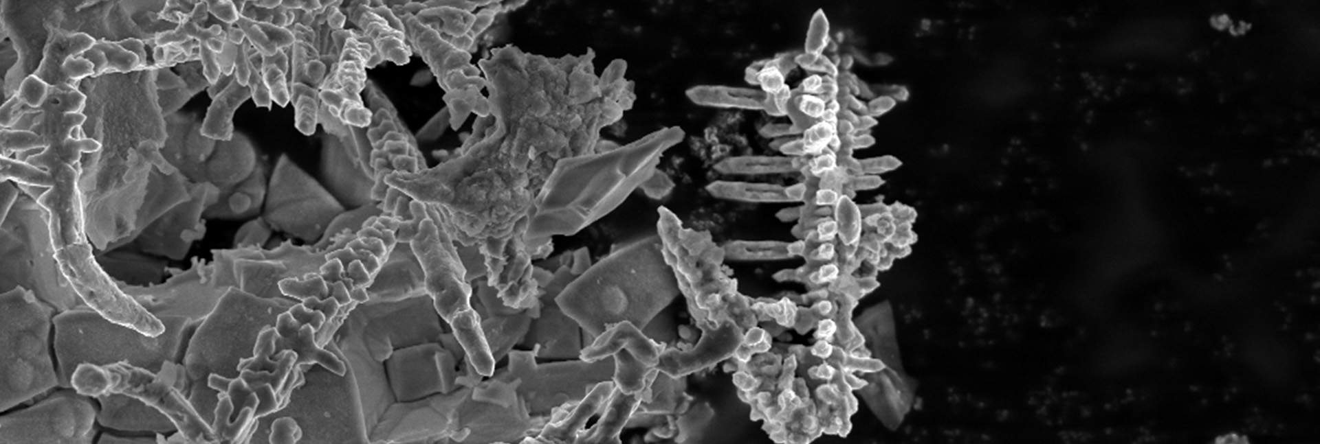 Dendrites that developed in a tin battery, seen under an electronic microscope. Source: Shakked Schwartz and Ayan Maity