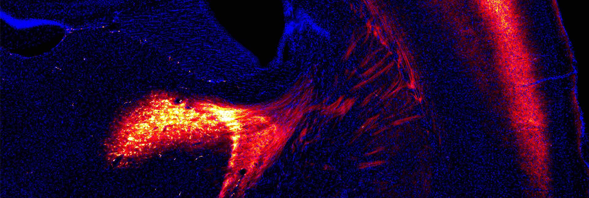 Segment of a mouse brain. The red illuminated areas – communication pathways between neurons that express the mosquito-derived protein. In blue – cells’ nuclei