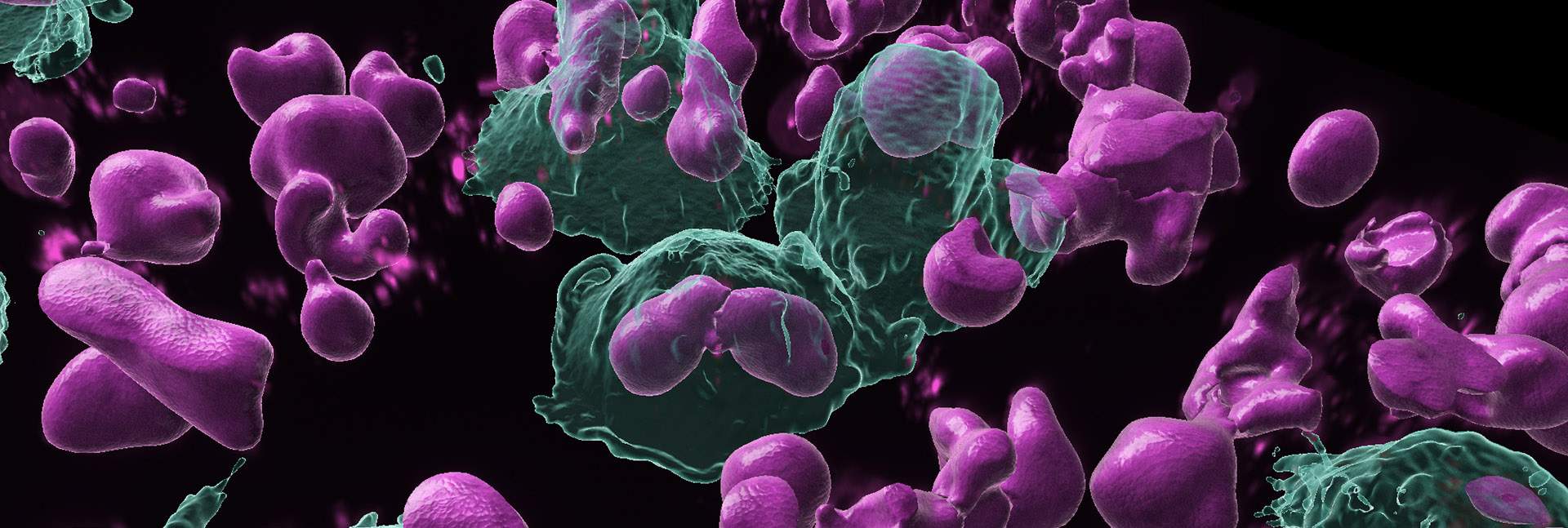 Scavenger cells (green) engulf activated B cells (pink), thereby suppressing local immune response. The cells were imaged in three dimensions using a confocal microscope