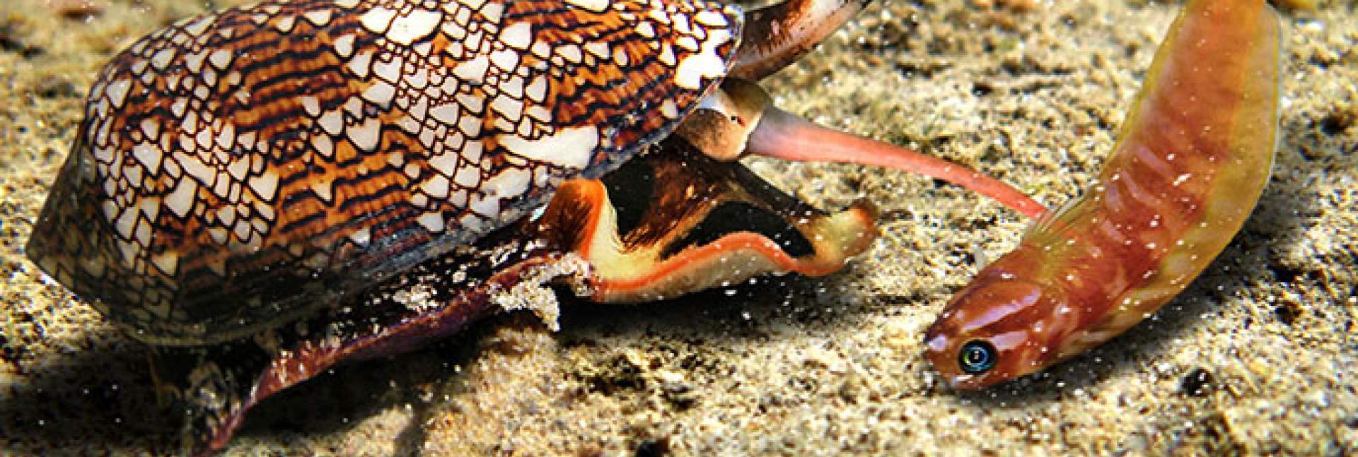 cone snail and prey