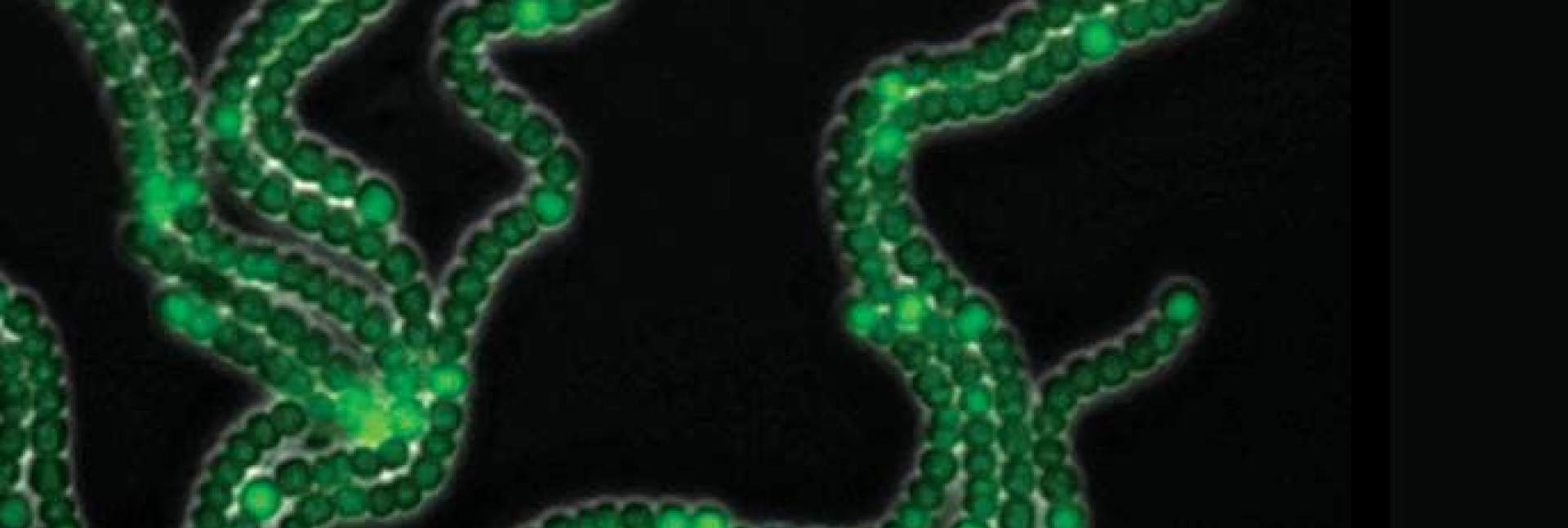 cyanobacteria reveal developmental pattern