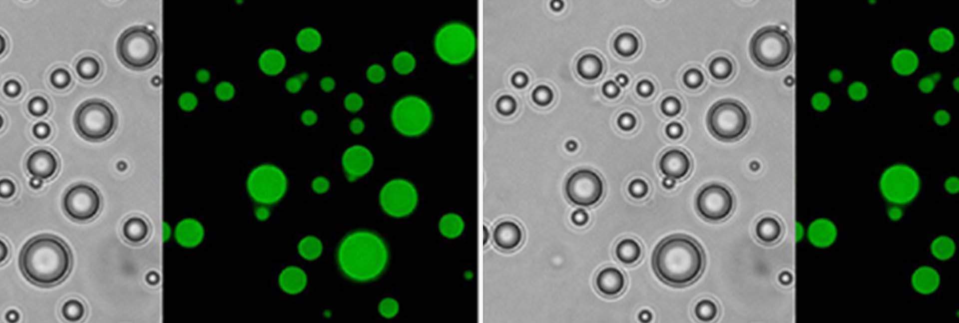 Proteins with primitive arginine-based proteins (right) might have been capable of self-assembly and phase separation to create cell-like droplets 