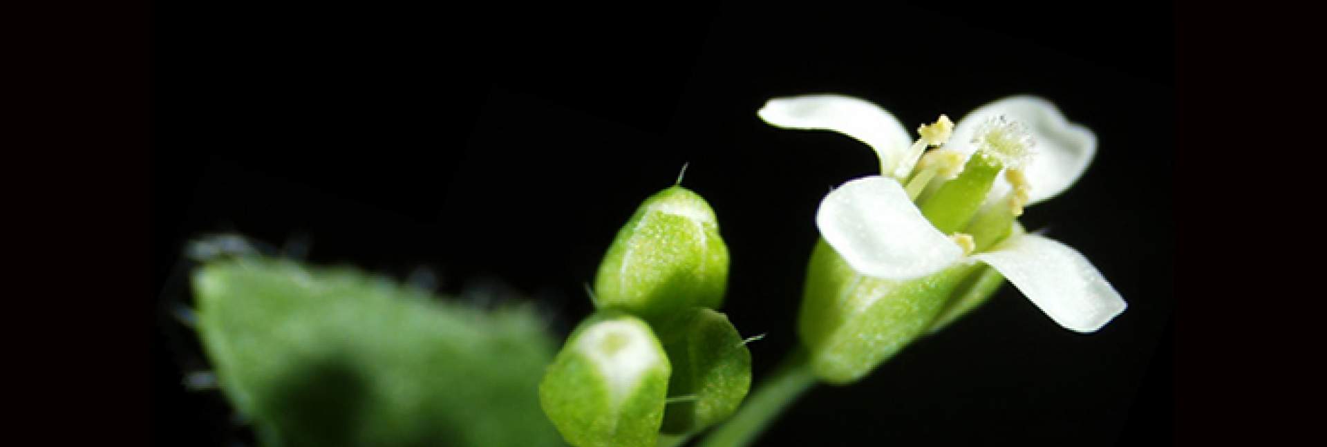 arabidopsis