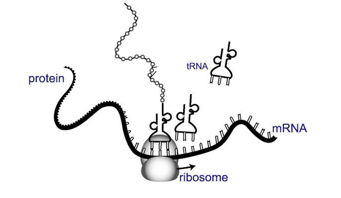 What recruits the ribosome to a particular spot on the messenger RNA? 