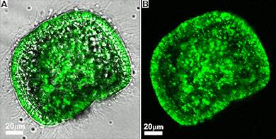 Live sea urchin embryo grown in sea water labeled with a green fluorescent dye; dye-labeled calcium carbonate granules are observed all over the embryo. (A) Fluorescence and bright-light images superimposed (B) Fluorescence image alone