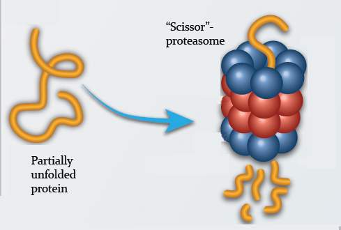 A partially unfolded protein (yellow) is broken down by a “scissor”-proteasome (blue and red)