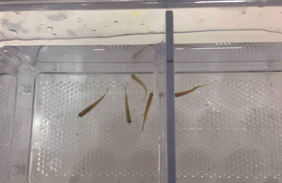Top view: Social zebrafish swim to the side where other fish can be seen 