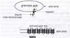 על חיידקים ואנשים