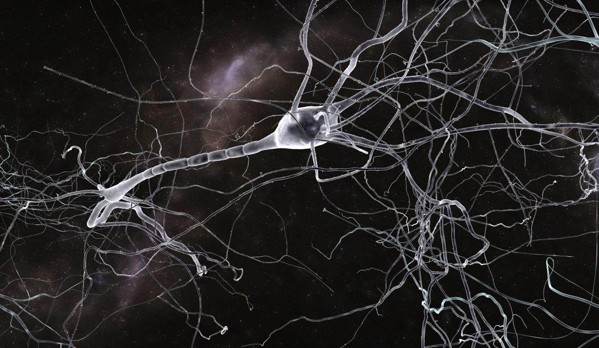 Зеркальные нейроны фото